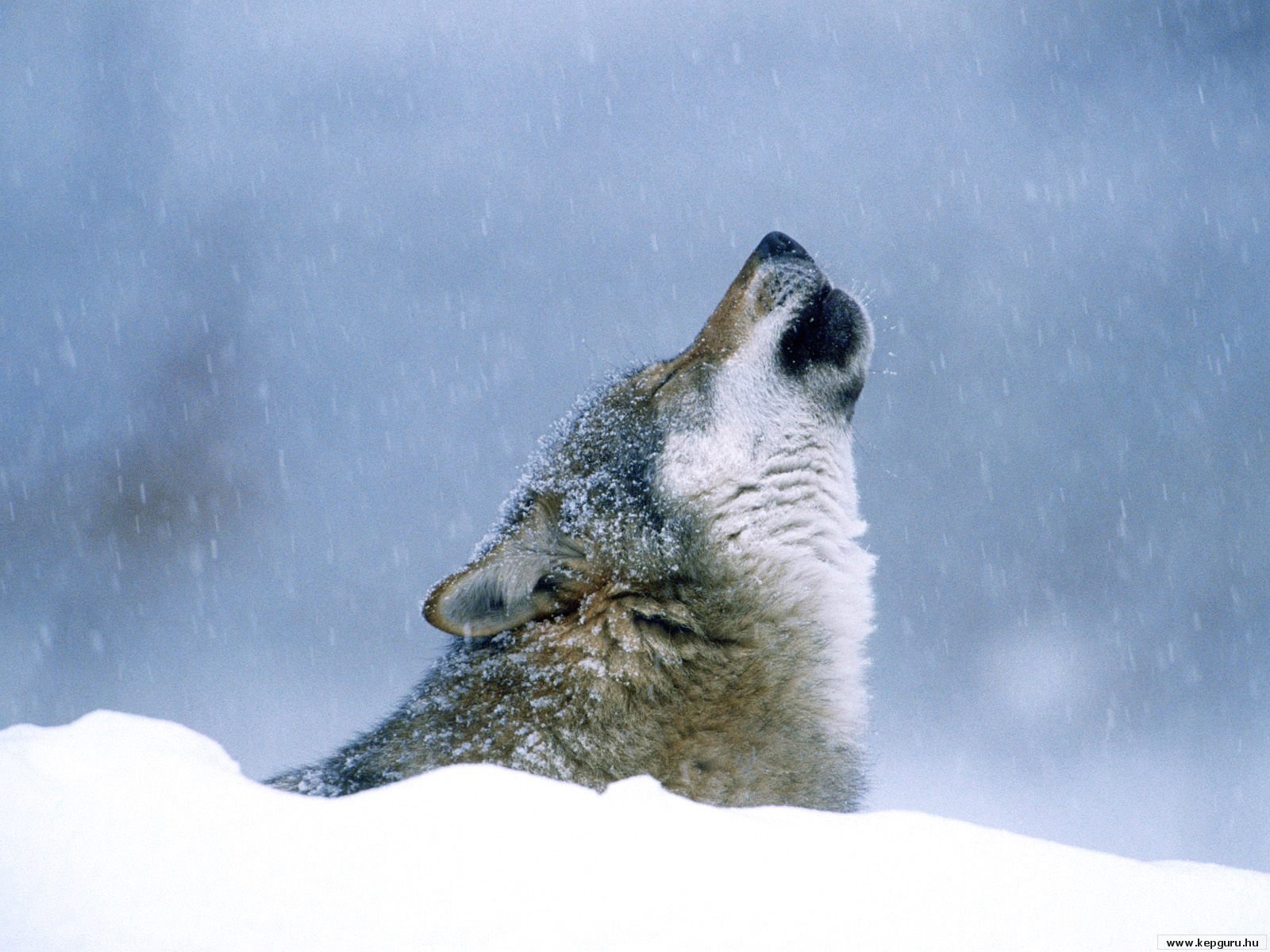 795823162-Grey wolf3.jpg